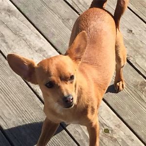 Meet your Posher, Jackson